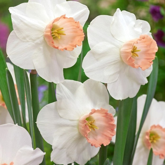 Narcyz biąło-różowy Pink Pride